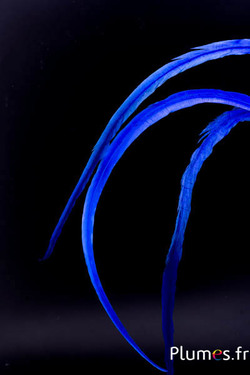 Coq fouet - 40-50 cm - bleu